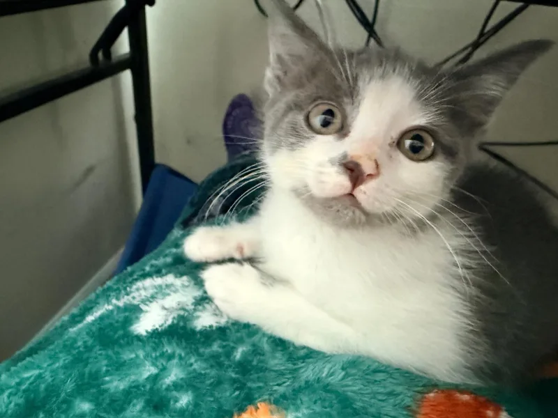 Ashley thumbnail 5