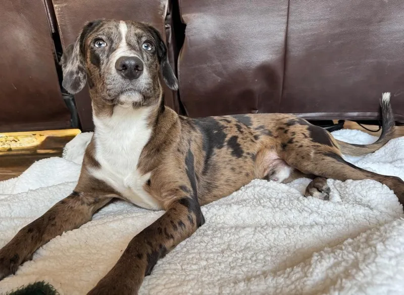 An adult medium-sized male Tricolor (Brown, Black, & White) Catahoula Leopard Dog dog named Poe for adoption in Boston, MA