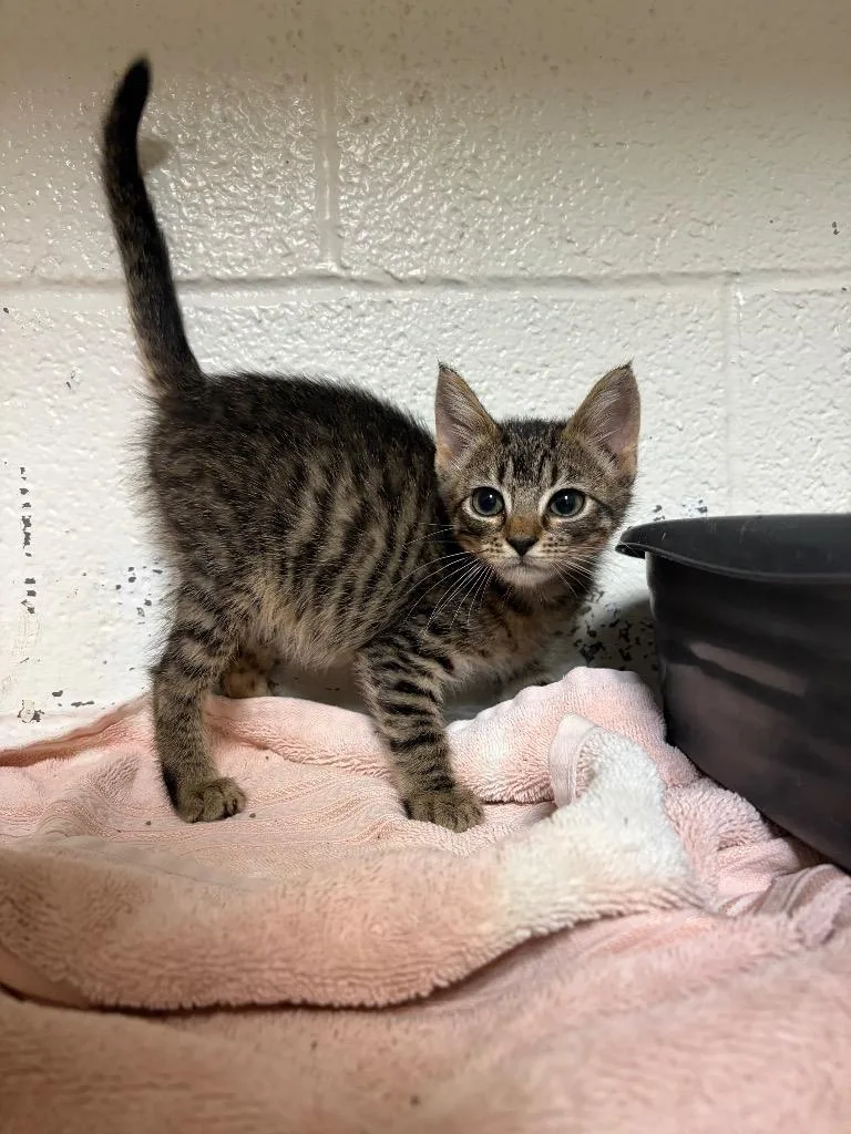 A baby small-sized female Domestic Short Hair cat named Koe for adoption in Ada, OK
