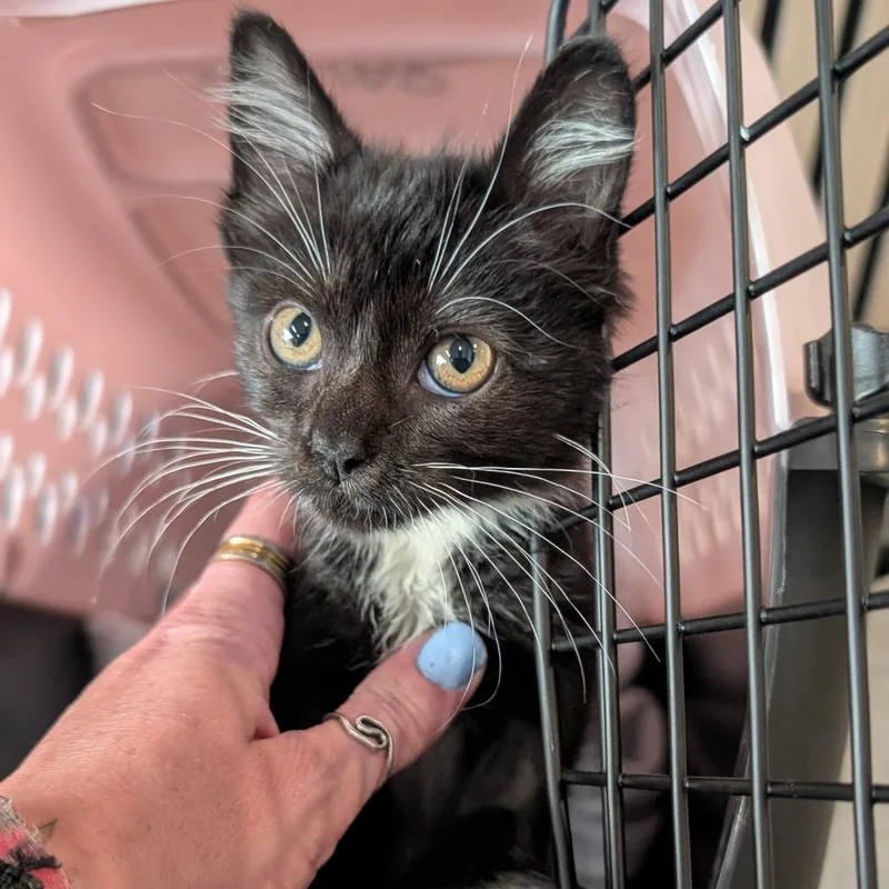 A baby small-sized female Black Domestic Short Hair cat named Katie for adoption in Asheville, NC