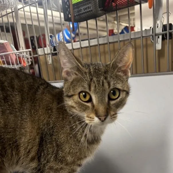 A young medium-sized male Brown / Chocolate Domestic Short Hair cat named Harley for adoption in New York, NY