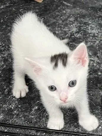 A baby medium-sized female Domestic Short Hair cat named LuLu for adoption in St. Cloud, MN