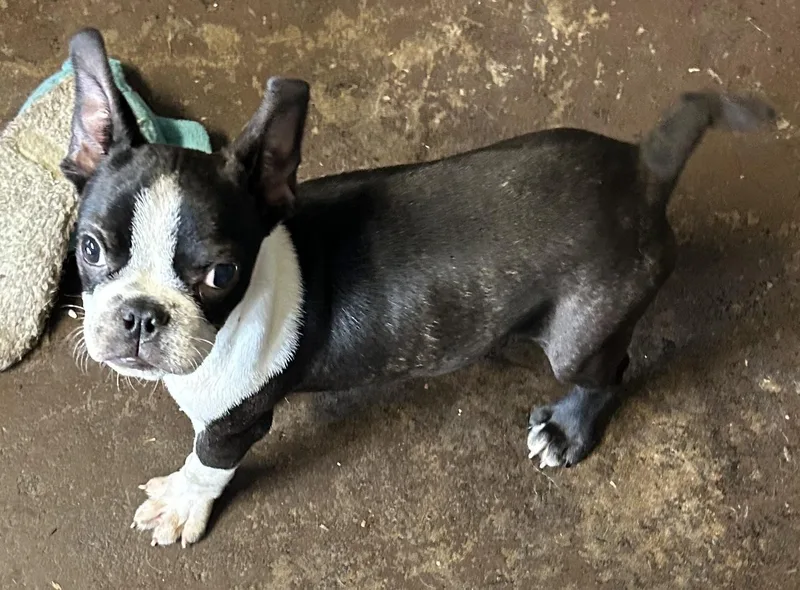 A young small-sized male Brindle Boston Terrier dog named Beau for adoption in Vinemont, AL