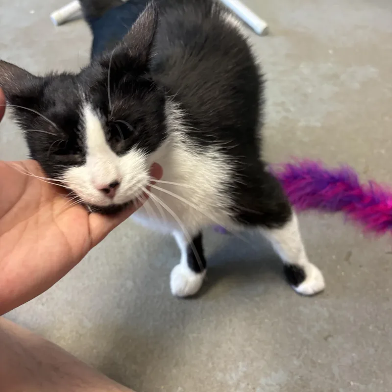 An adult medium-sized female Black & White / Tuxedo Domestic Short Hair cat named Daisy for adoption in Oberlin, OH
