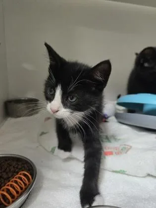 A baby small-sized male Domestic Short Hair cat named Charles for adoption in Savannah, GA