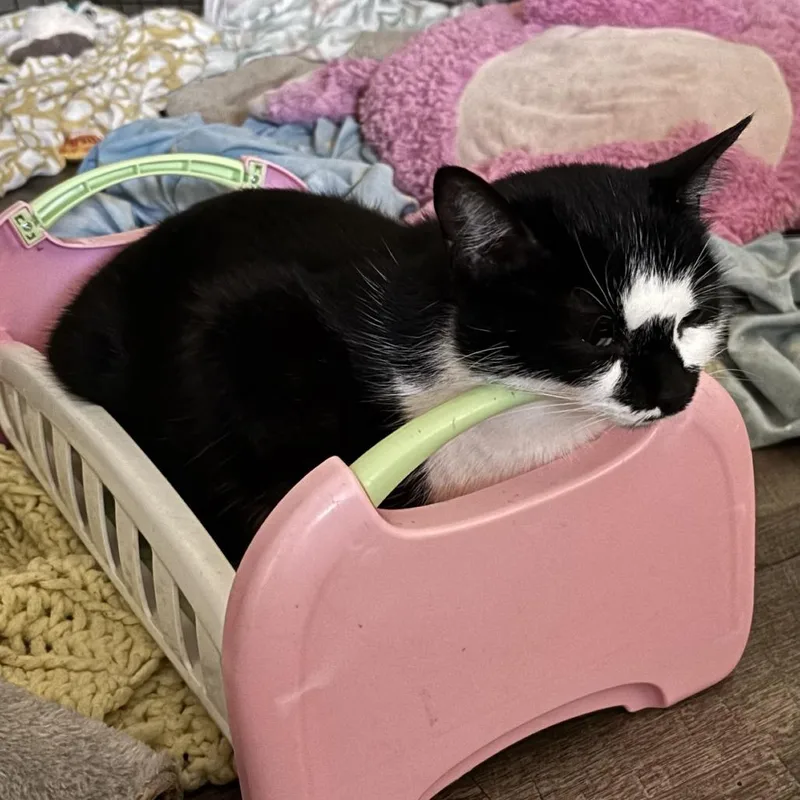 An adult medium-sized female Domestic Short Hair cat named Alejo for adoption in Cumming, GA