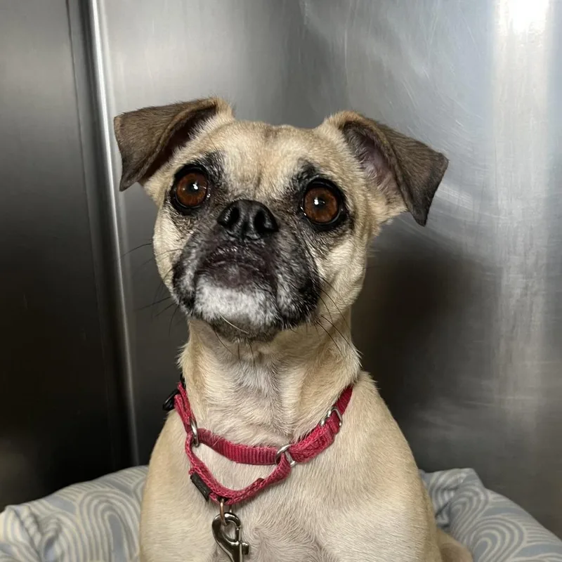 A young small-sized female Yellow / Tan / Blond / Fawn Pug dog named Felicia for adoption in Palm Springs, CA
