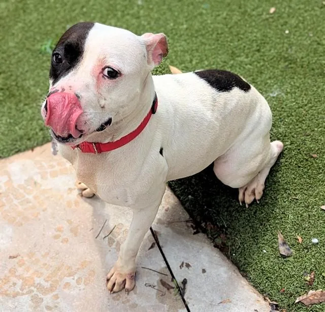 An adult medium-sized female American Staffordshire Terrier dog named Willow for adoption in Fort Lauderdale, FL