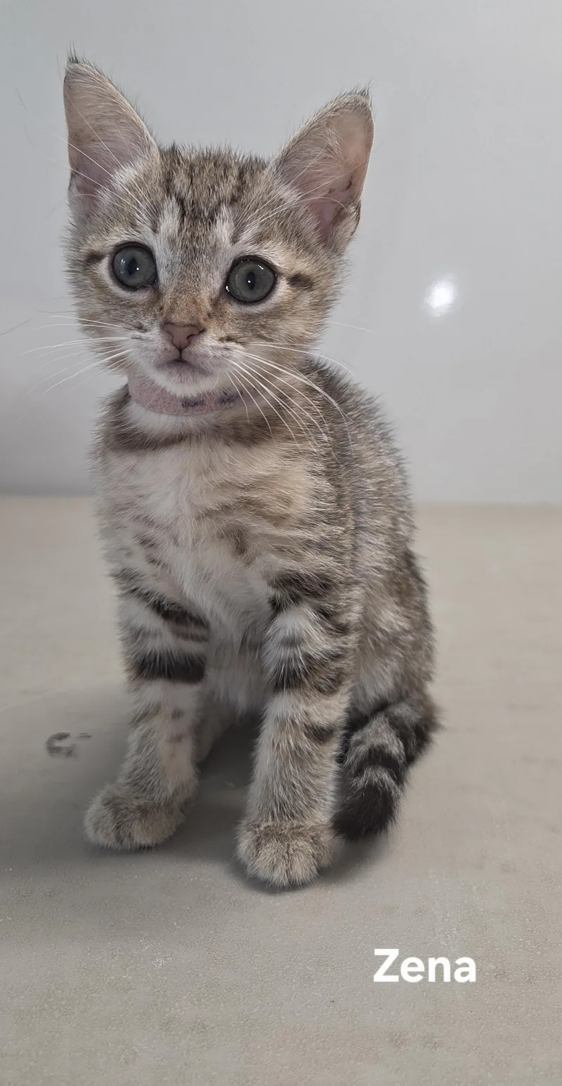 A baby small-sized female Tabby cat named Zena for adoption in Delray, WV