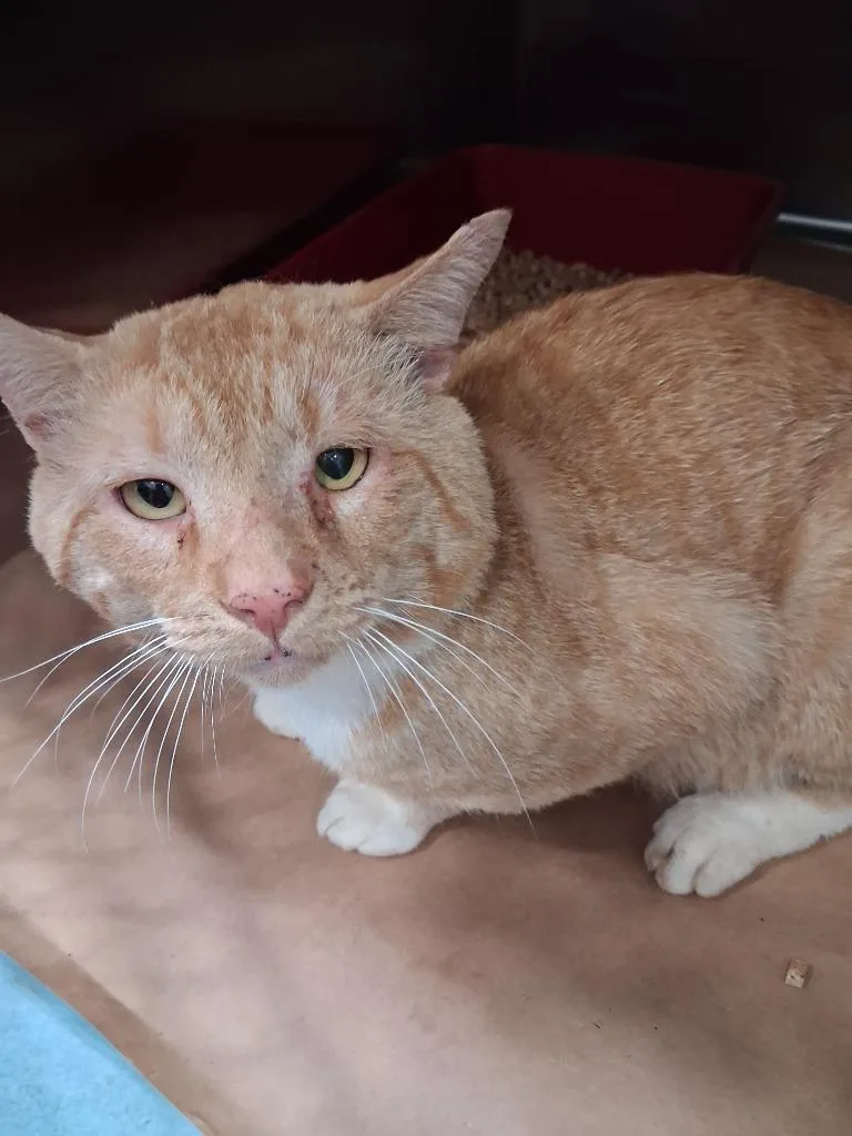 A young large-sized male Domestic Short Hair cat named Truffle for adoption in Cartersville , GA