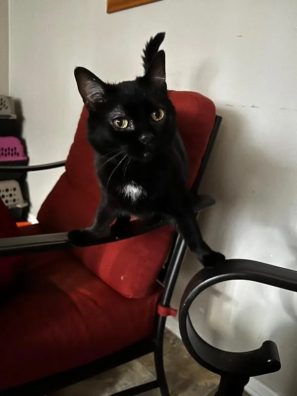 An adult small-sized female Black Domestic Short Hair cat named Willow for adoption in Cincinnati, OH