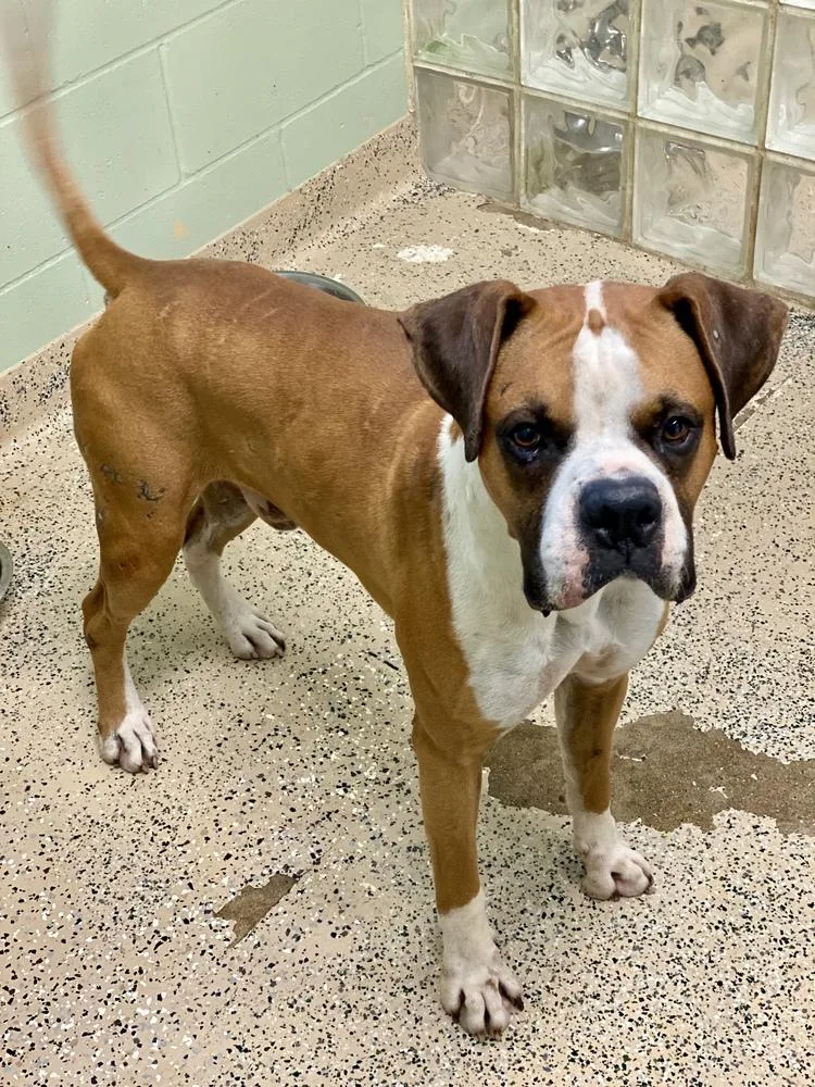 A senior medium-sized male Boxer dog named Hito for adoption in Hewitt, TX