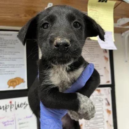 A baby medium-sized male Poodle dog named Wybie for adoption in Morton Grove, IL