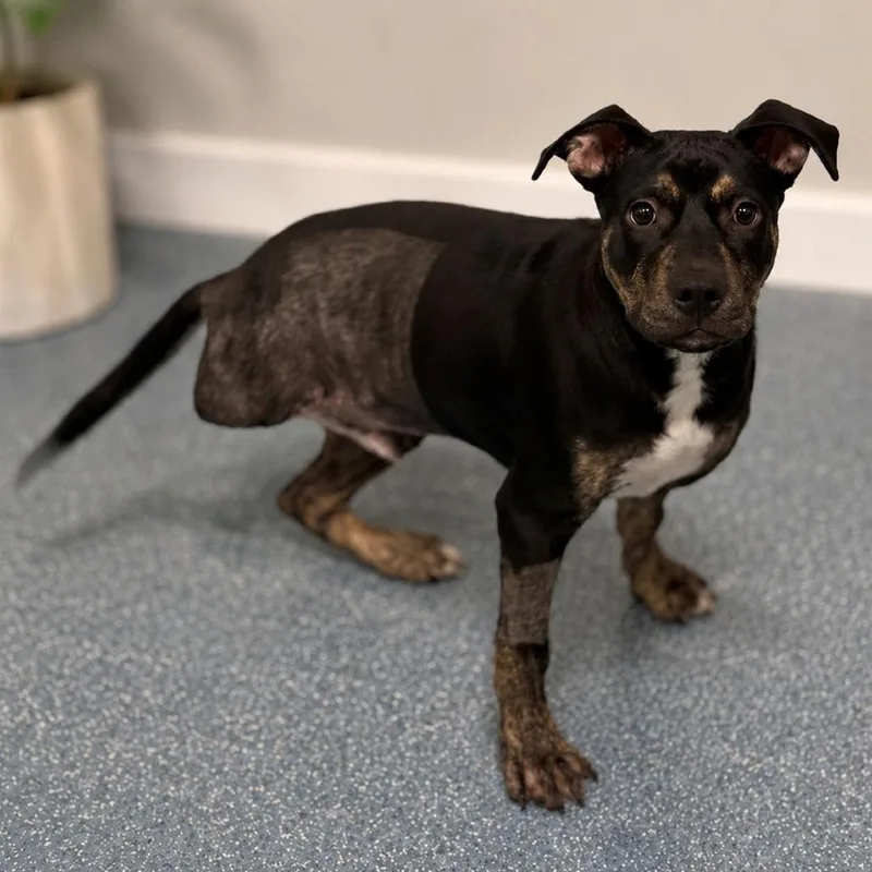 A baby medium-sized male Black Rottweiler dog named Pogo for adoption in Greensboro, NC