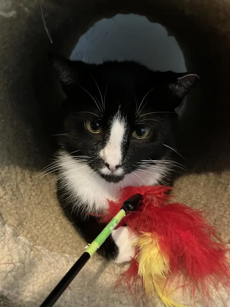 A young medium-sized male Black & White / Tuxedo Domestic Short Hair cat named Artemis for adoption in Henrico, VA