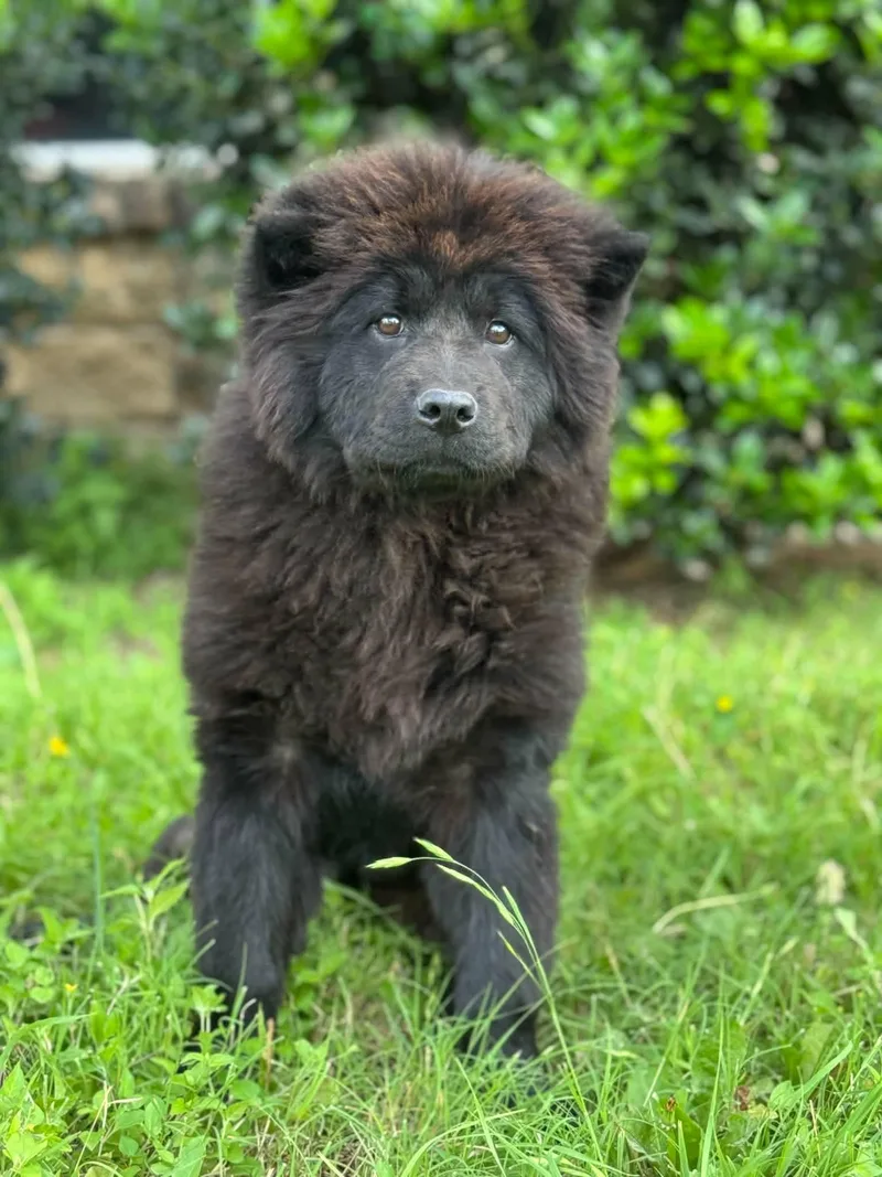 A young medium-sized female Brown / Chocolate Chow Chow dog named Baloo for adoption in Boerne, TX