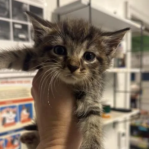 A baby small-sized female Brown / Chocolate Domestic Short Hair cat named Amycus for adoption in Fredericksburg, VA