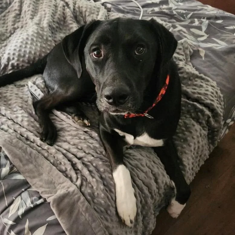 An adult small-sized male Black Black Labrador Retriever dog named Brocc for adoption in Kokomo, IN