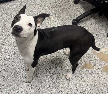 An adult medium-sized female Mixed Breed dog named Panda for adoption in West Chester, PA