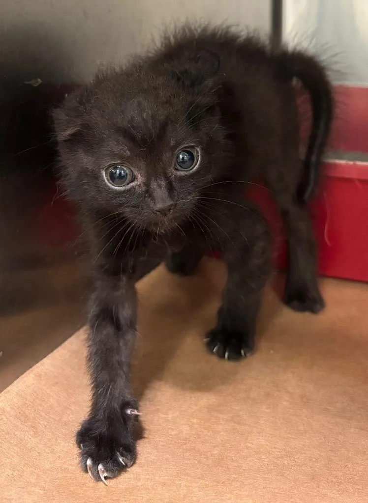 A baby small-sized female Domestic Short Hair cat named Ricky for adoption in Cartersville , GA