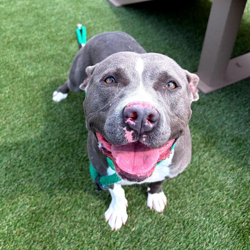 An adult medium-sized female Gray / Blue / Silver Mixed Breed dog named Cherry for adoption in Philadelphia, PA