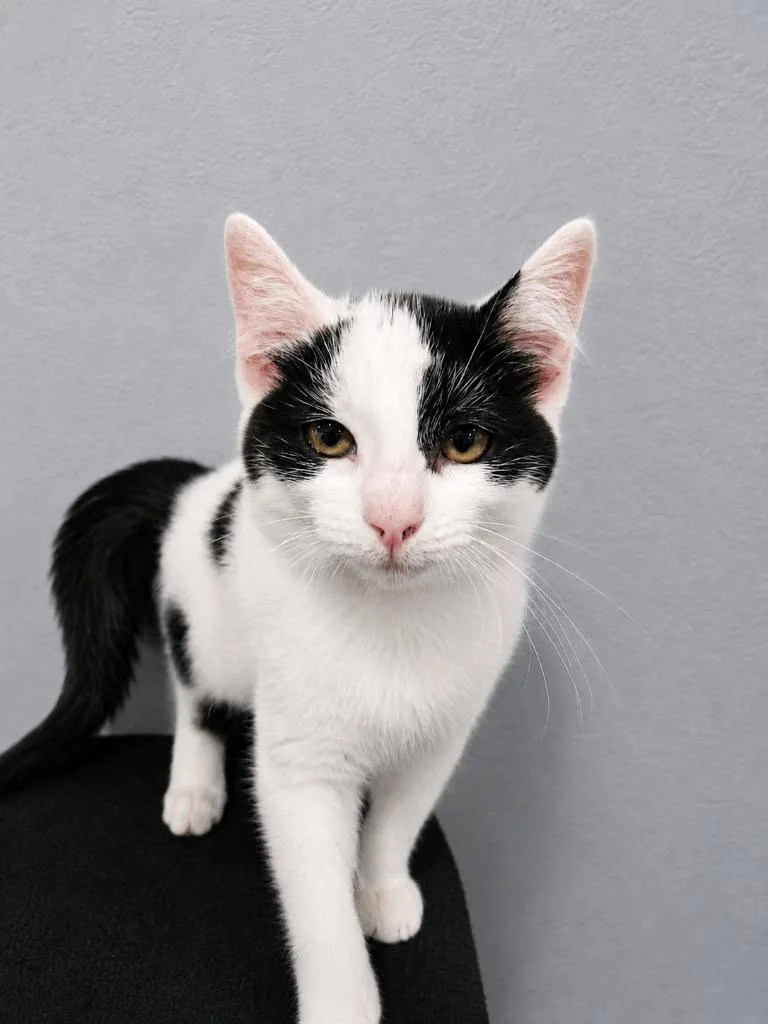 A baby medium-sized female Domestic Short Hair cat named Hope for adoption in Johnson City, TN