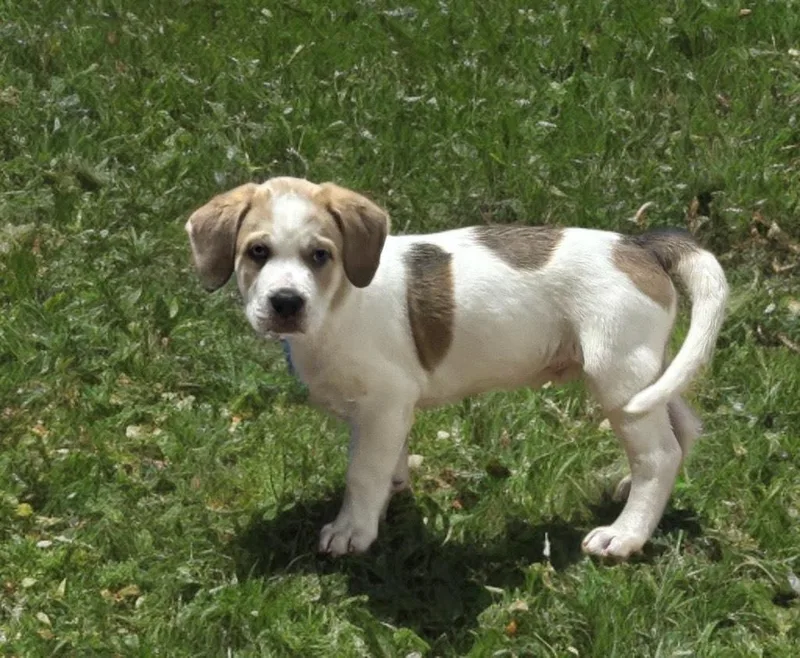 A baby medium-sized male Labrador Retriever dog named George Strait for adoption in Medfield, MA