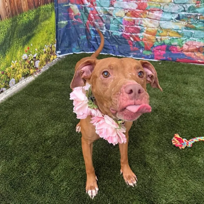 An adult medium-sized female Golden Mixed Breed dog named Story for adoption in Warren, OH
