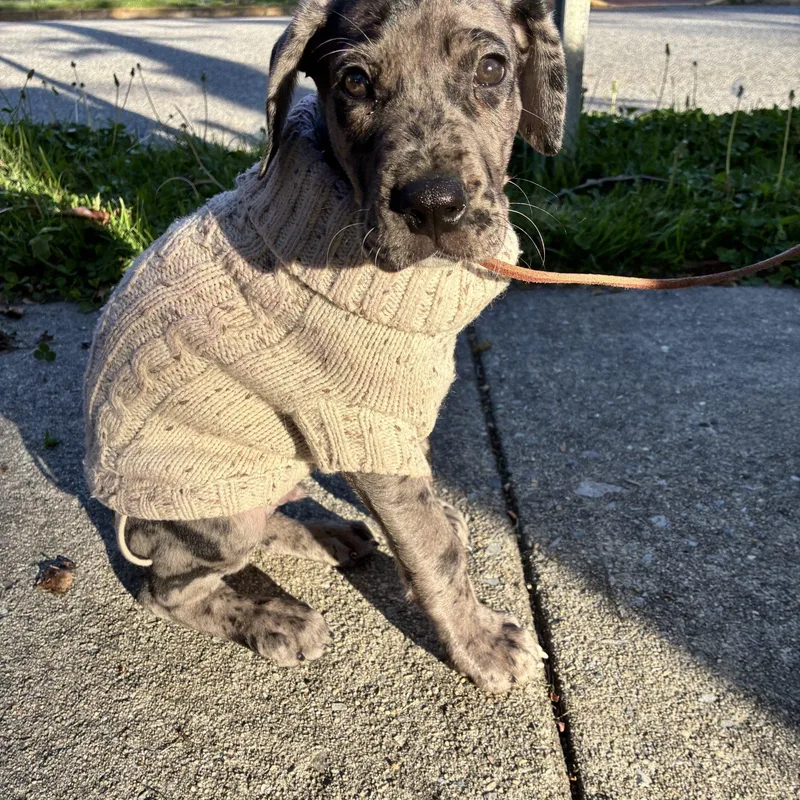 A baby extra large-sized male Great Dane dog named Shrek for adoption in Pine Beach, NJ