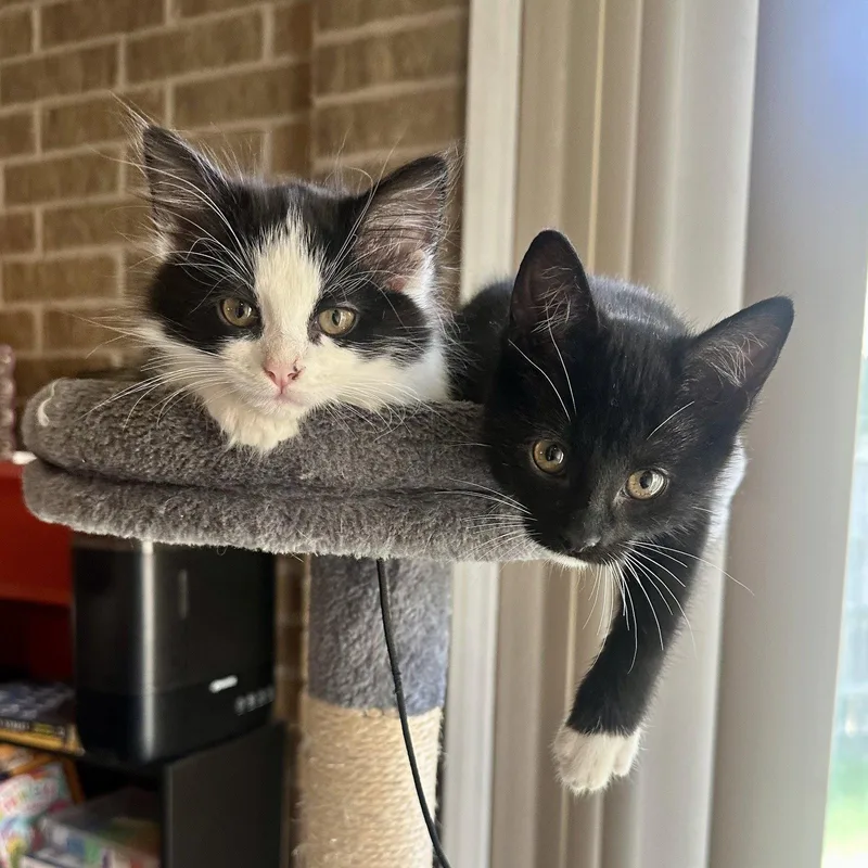 A baby medium-sized male Black & White / Tuxedo Tuxedo cat named Macaroni for adoption in Garland, TX