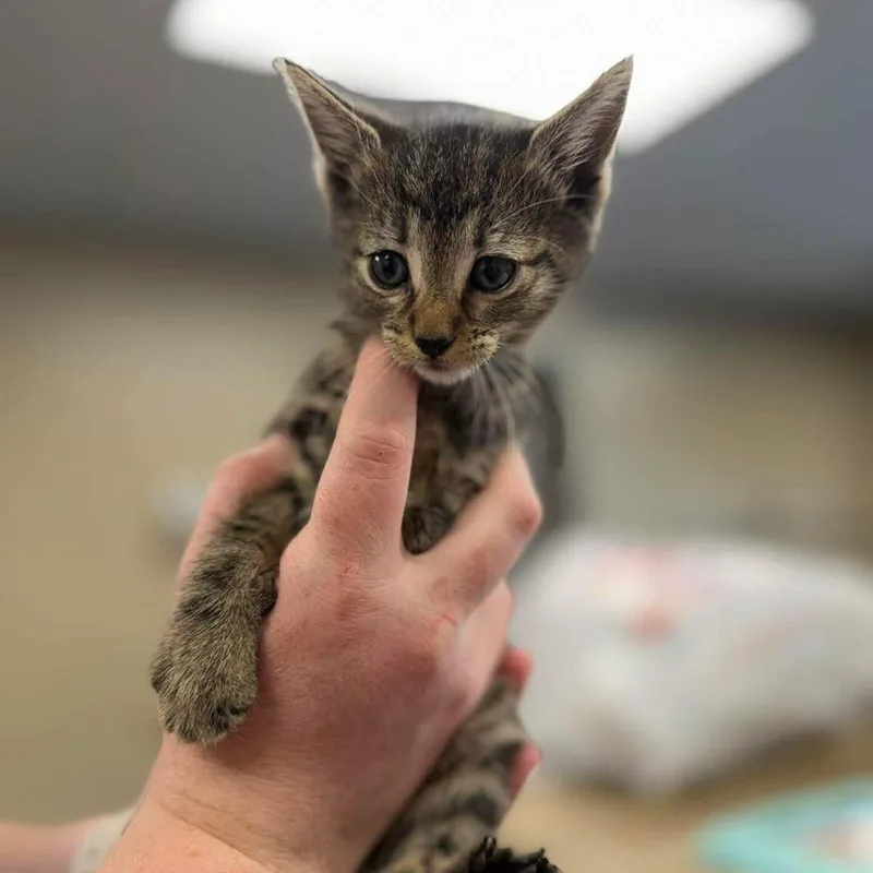 A baby small-sized female Brown / Chocolate Domestic Short Hair cat named Anise In Frederick  for adoption in Alexandria, VA