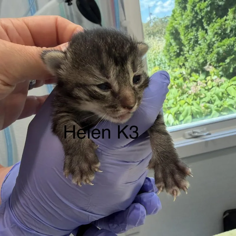 A baby small-sized male Black Domestic Short Hair cat named Helen Kit for adoption in Scituate, MA