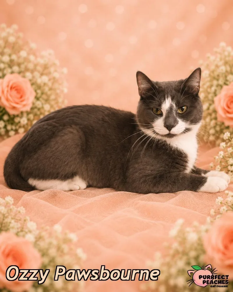 A young medium-sized male Domestic Medium Hair cat named Ozzy Pawsbourne for adoption in Douglasville, GA