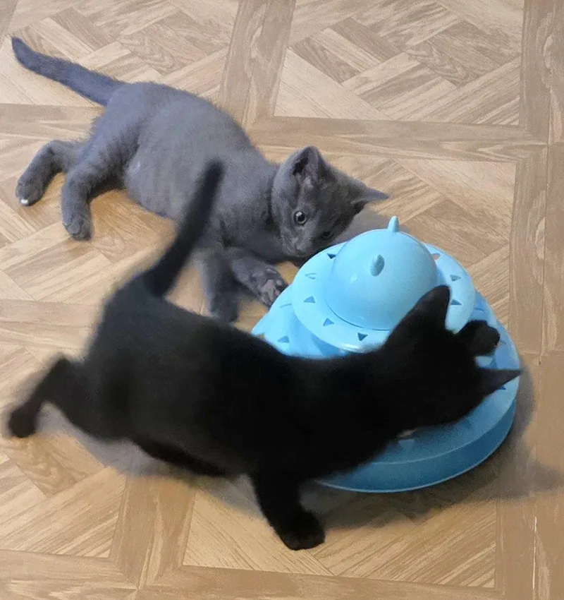 A baby medium-sized female Black Domestic Short Hair cat named Martina for adoption in Shawnee, KS