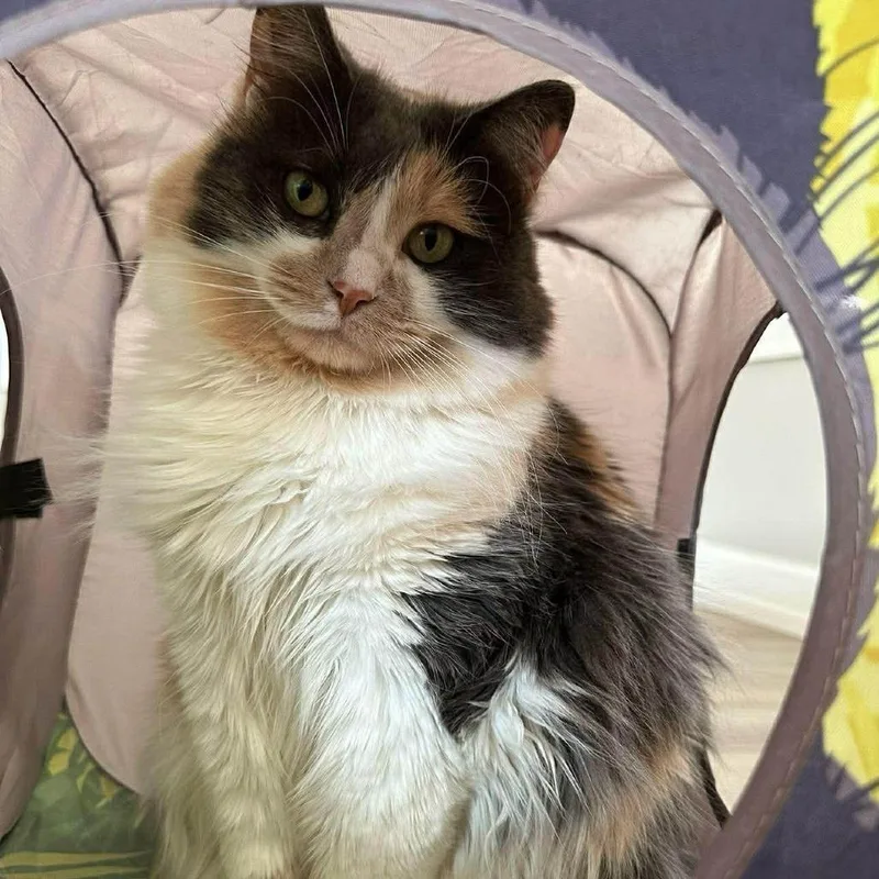 An adult small-sized female Gray / Blue / Silver Domestic Medium Hair cat named Paris C for adoption in Princeton, MN