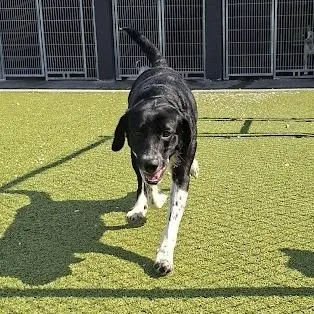 An adult small-sized female Black Labrador Retriever dog named Rumi for adoption in Hannibal, MO