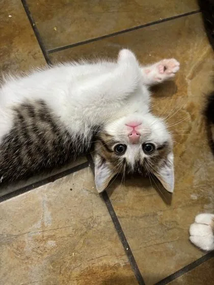 An adult small-sized male Domestic Short Hair cat named James for adoption in Saint Anne, IL