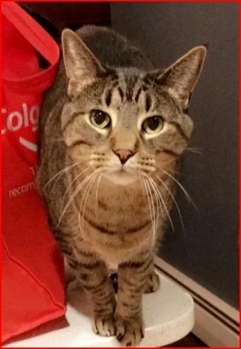 A senior medium-sized female Domestic Short Hair cat named Nutmeg for adoption in Cumberland, ME