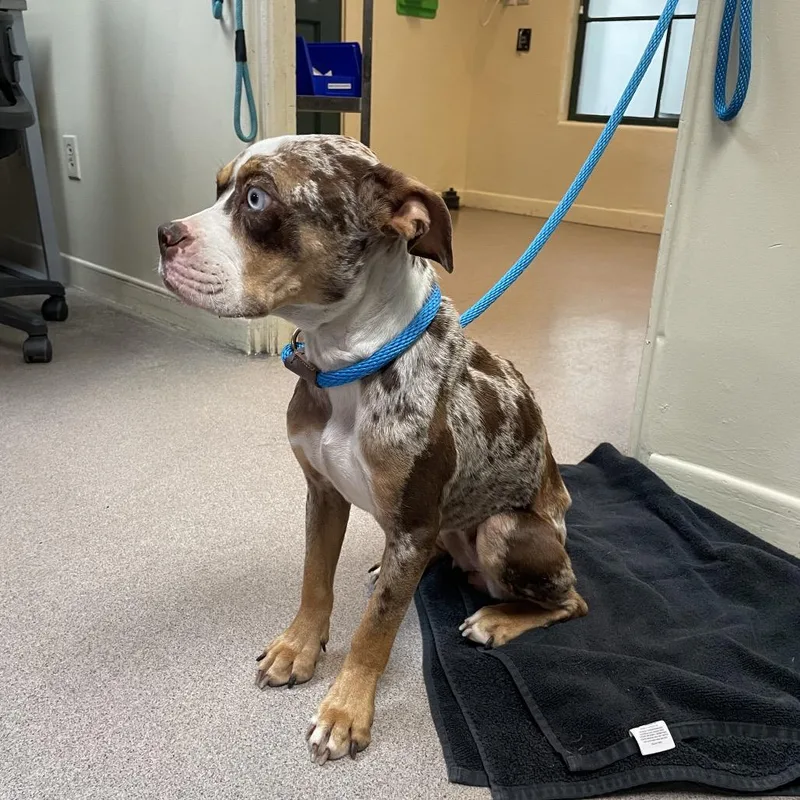 An adult medium-sized female Brown / Chocolate Pit Bull Terrier dog named Pebbles for adoption in Pasadena, CA