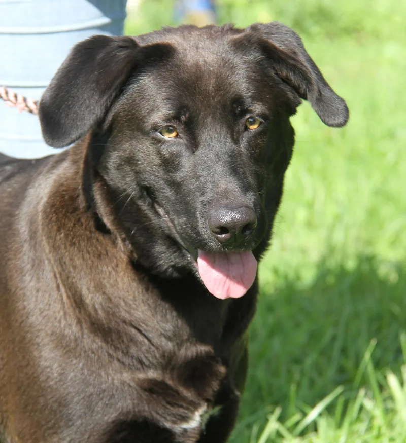 An adult large-sized female Black Labrador Retriever dog named Moxie for adoption in Marietta, OH