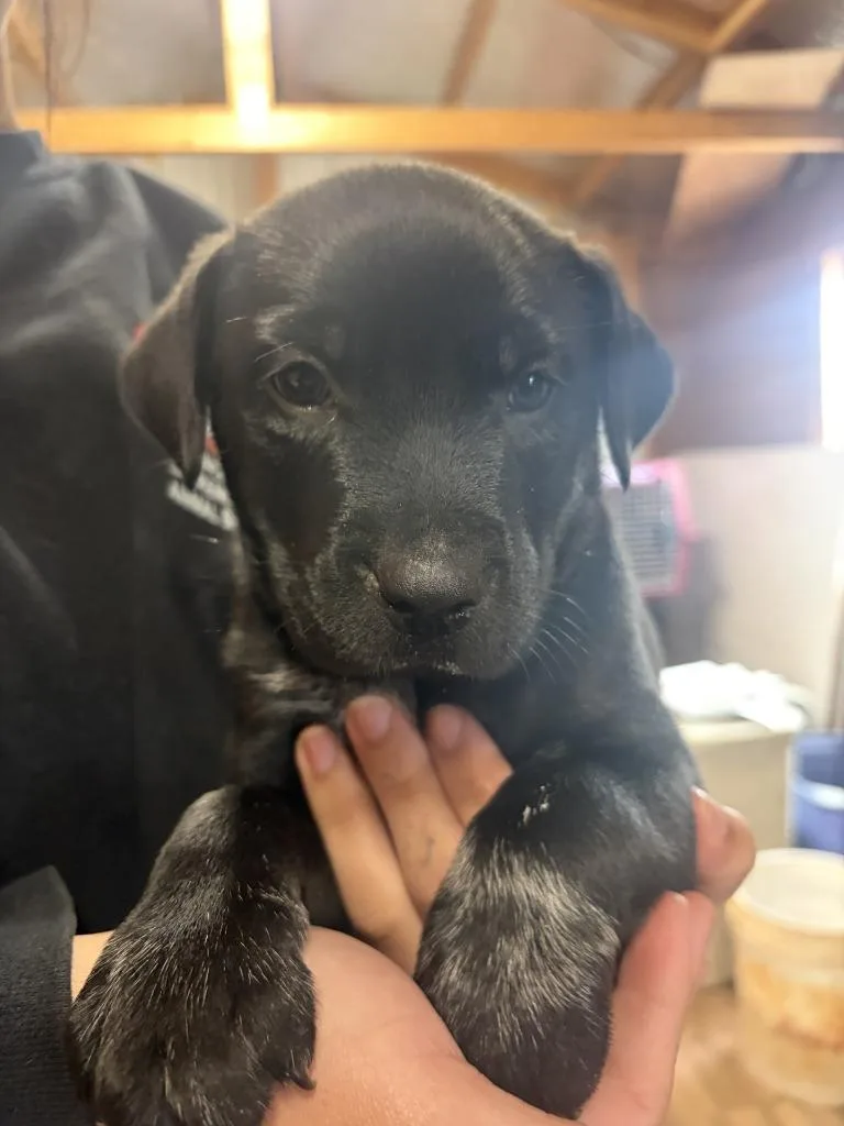 A baby small-sized male Labrador Retriever dog named Krista's Puppy for adoption in Lawrenceburg, TN