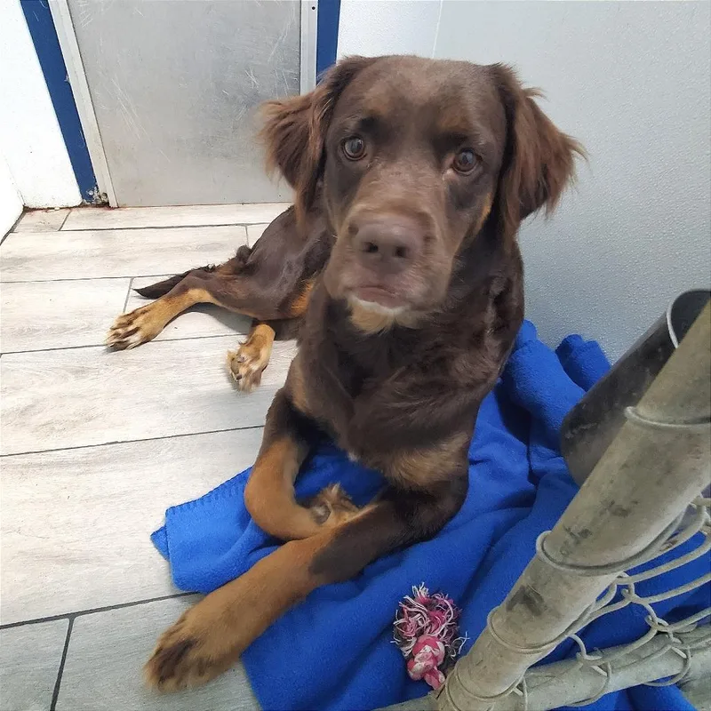 An adult medium-sized female Brown / Chocolate Mixed Breed dog named Cortana for adoption in Denison, TX