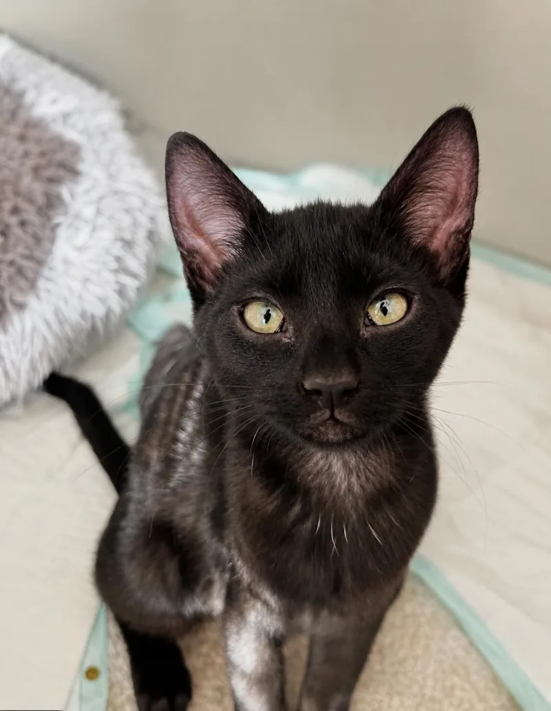 A baby medium-sized female Black Domestic Short Hair cat named Sasha Hollanov for adoption in Chandler, AZ