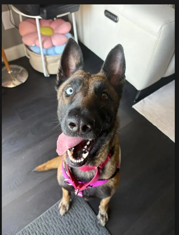 An adult large-sized female Belgian Shepherd / Sheepdog dog named Feebus Beebus for adoption in San Diego, CA