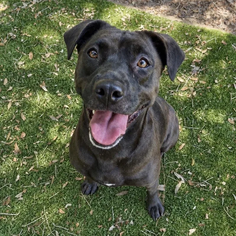 An adult medium-sized female Black Mixed Breed dog named Shay for adoption in Milton, FL