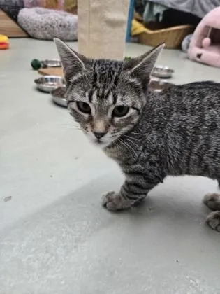 A baby small-sized female Domestic Short Hair cat named Princessa for adoption in Savannah, GA