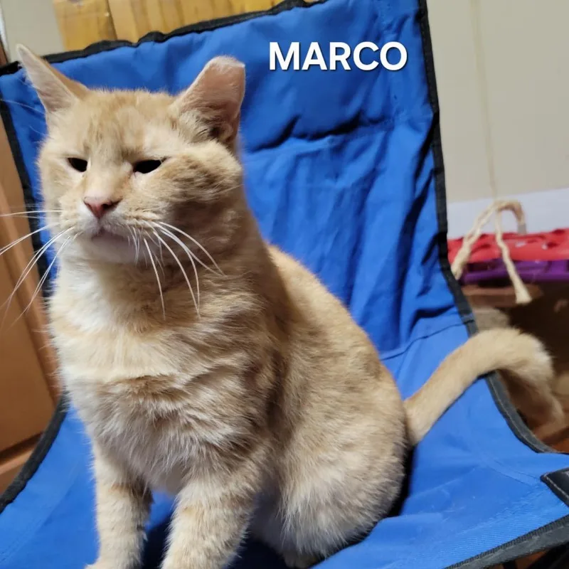 An adult small-sized male Orange / Red Domestic Short Hair cat named Marco for adoption in Frederick, MD