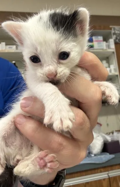 A baby small-sized female Domestic Short Hair cat named Pawticia for adoption in Gainesville, FL