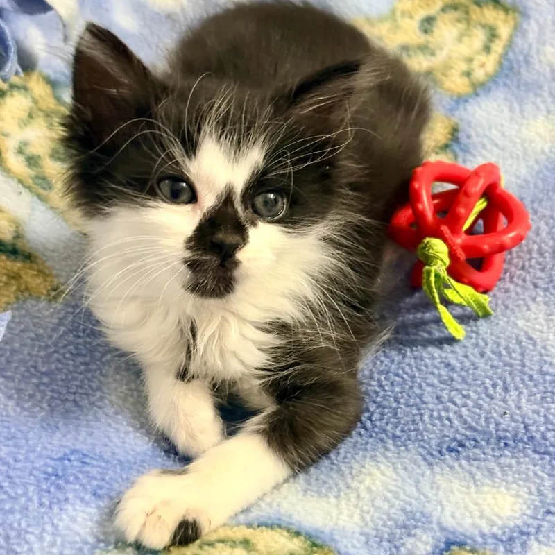 A baby small-sized male Domestic Short Hair cat named Moon Pie for adoption in Austin, TX