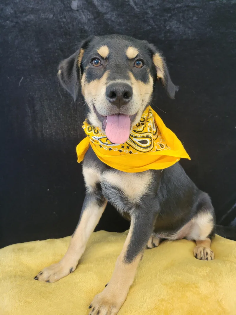 A baby medium-sized female Black Retriever dog named Queso SS for adoption in South Portland, ME